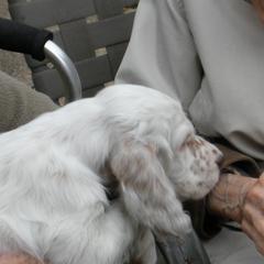 English Setters from BIRDHAVEN