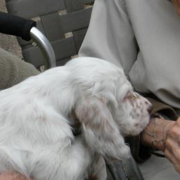 English Setters from BIRDHAVEN