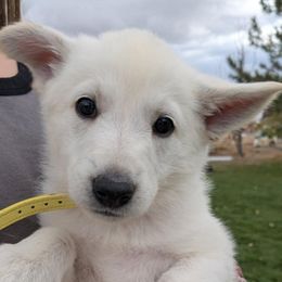 Girl 1 - White female German Shepherd puppy in Tonopah, Nevada from Mercy's White Shepherds