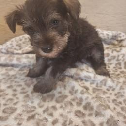 Hershy - Liver male Miniature Schnauzer puppy in Warrenville, South Carolina from All Paws Pet Resort