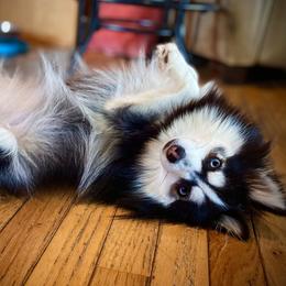 lexi - Pomsky