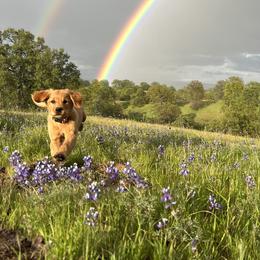 Golden Retriever Puppies from Heartwood Goldens