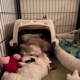 Sealyham Terrier Puppies from Alibi Sealyham Terriers