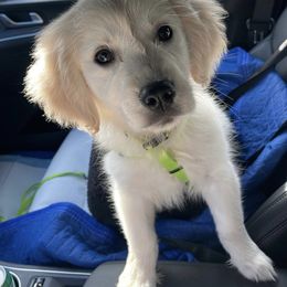 Golden Retriever Puppies from Goldens of Hope