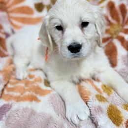 Orange boy - Light golden male Golden Retriever puppy in Tylertown, Mississippi from Southern Paws, LLC