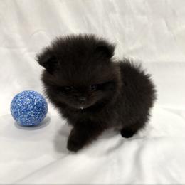Baloo - Black male Pomeranian puppy in California from Pawsh Poms