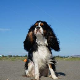 Norbert - Cavalier King Charles Spaniel
