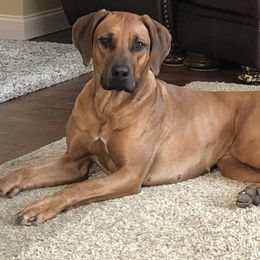 Rhodesian Ridgeback All Grown Up from Cape Ridge Rhodesian Ridgebacks