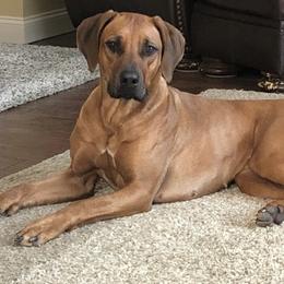 Rhodesian Ridgeback All Grown Up from Cape Ridge Rhodesian Ridgebacks