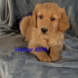 Harbor - Dark golden male Golden Retriever puppy in Parker, Colorado from Legacy Ranch Golden Retrievers