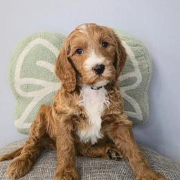 BUD - Apricot male Goldendoodle puppy in Sugar Land, Texas from Sugar Doodles