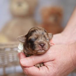 Tilly - Liver female Shihpoo puppy in Nickelsville, Virginia from The Teddybear Shihpoo