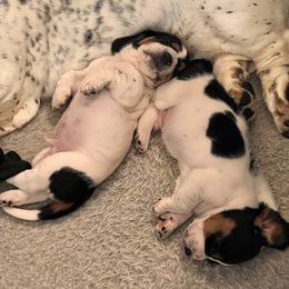 Basset Hound Puppies from Oak Tree Basset Hounds