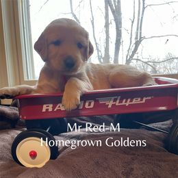 Golden Retriever Puppies from Homegrown Goldens