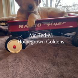 Golden Retriever Puppies from Homegrown Goldens