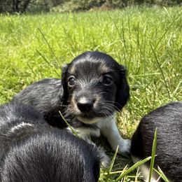 Black and cream brindle piebald boy - Black and cream male Dachshund puppy in Umatilla County, Oregon from Divine Dogs