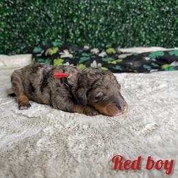Red boy - Blue merle male Bernedoodle puppy in Modesto, California from Two Doods Doodles
