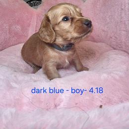 Dark blue 2,200 - Cream male Dachshund puppy in Bristol, Tennessee from It's Mini Wieners Baby