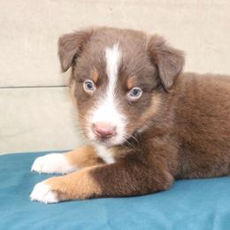 Fresco - Red tri-color male Australian Shepherd puppy in Macon, Georgia from Shaina’s Shepherds
