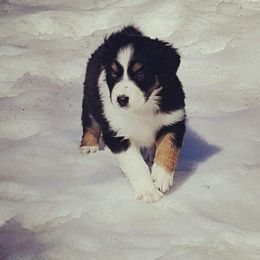 Australian Shepherd Puppies from Diamond Aussies N the Rough