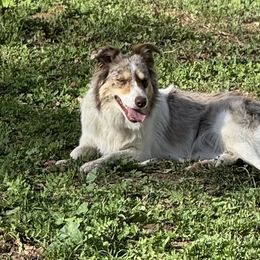 Noisy - Border Collie