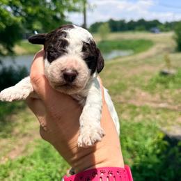 Girl 3 - Light blue collar - Brown roan female Lagotto Romagnolo puppy in Ashland, Ohio from SS Australian Shepherds