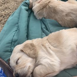 Golden Retriever Puppies from Daniel Ranch Golden Retrievers