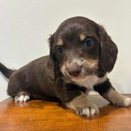 Pine - Piebald male Dachshund puppy in Dobson, North Carolina from Oakleys Dachshund Haven
