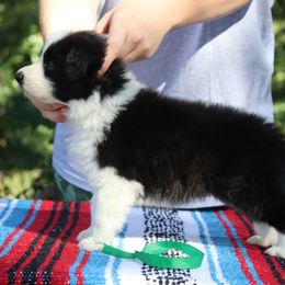 AKC Grand Champion Sired - Black male Border Collie puppy in Noble, Oklahoma from CheckItOut Border Collies