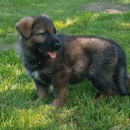 German Shepherd Puppies from Casamoko German Shepherds