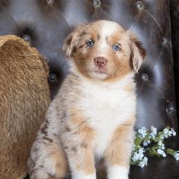 Bailey- Has Natural Tail and Videos - Red merle female Australian Shepherd puppy in Troy, South Carolina from Lana Corley- Australian Shepherds of 3/W Farms