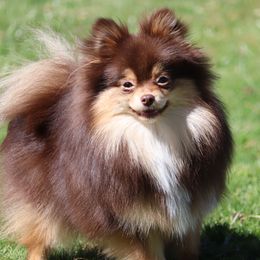 Cocoa - Pomeranian