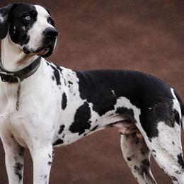 Major - Great Dane