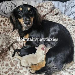 Ziggy - Dachshund