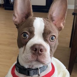Boston Terriers from Bluffview Boston