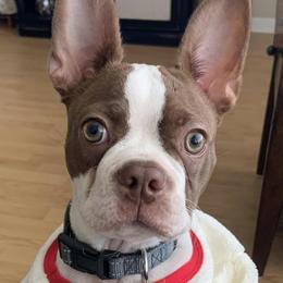 Boston Terriers from Bluffview Boston