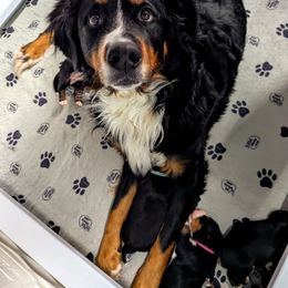 Bernedoodle and Bernese Mountain Dog Puppies from Rafter 58 Bernese Mountains and Bernedoodles
