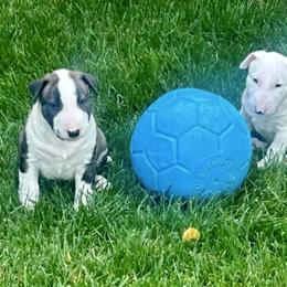 Bull Terrier Puppies from Action Bull Terriers