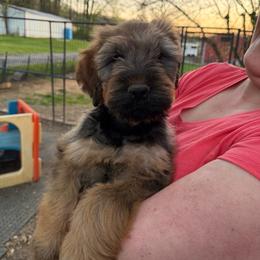 Boone - Tawny male Briard puppy in Spring Grove, North Carolina from Briards De Bejaune