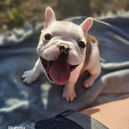 Boston Terrier, Bulldog, and French Bulldog Puppies from Willamette Valley Bullies