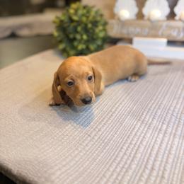 Girl 5 (CKC) - Cream female Dachshund puppy in Nacogdoches, Texas from S7 Dachsunds