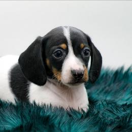 Male 2 - Piebald male Dachshund puppy in Childress, Texas from Taylor Farms