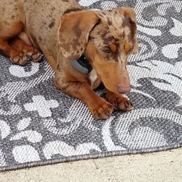 Dachshund All Grown Up from DANIELLE HURT