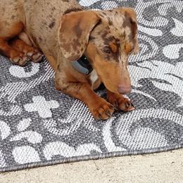 Dachshund All Grown Up from DANIELLE HURT