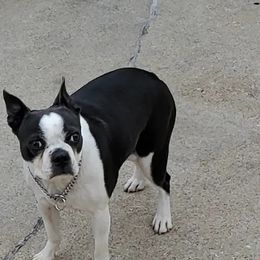 Boston Terriers from Raven Guzik's Boston Terriers