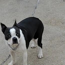 Boston Terriers from Raven Guzik's Boston Terriers
