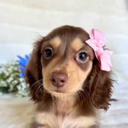 Posey(2600 AKC pet) - Chocolate and cream female Dachshund puppy in Augusta, Arkansas from Savvy-Dee's Dachshunds