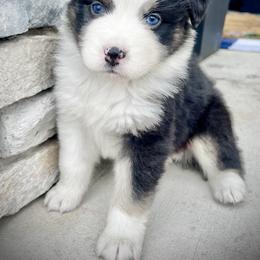 King - Black tri-color male Australian Shepherd puppy in Loda, Illinois from Pilcher Farms