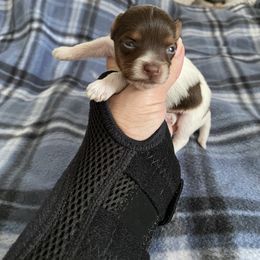 Boy 1 - Chocolate, tan and white Yorkshire Terrier puppy in Williamstown, New Jersey from Pat’s Garden State Yorkies