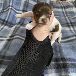 Boy 1 - Chocolate, tan and white Yorkshire Terrier puppy in Williamstown, New Jersey from Pat’s Garden State Yorkies